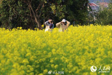 春意盎然！厦门油菜花绽放绘就春日画卷