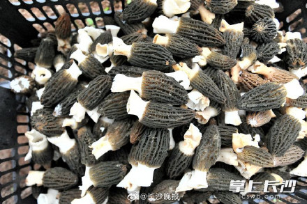 美味尝鲜!长沙羊肚菌上市了 美味尝鲜!长沙羊肚菌上市了