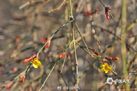北京天暖冰消融 迎春花开春将至