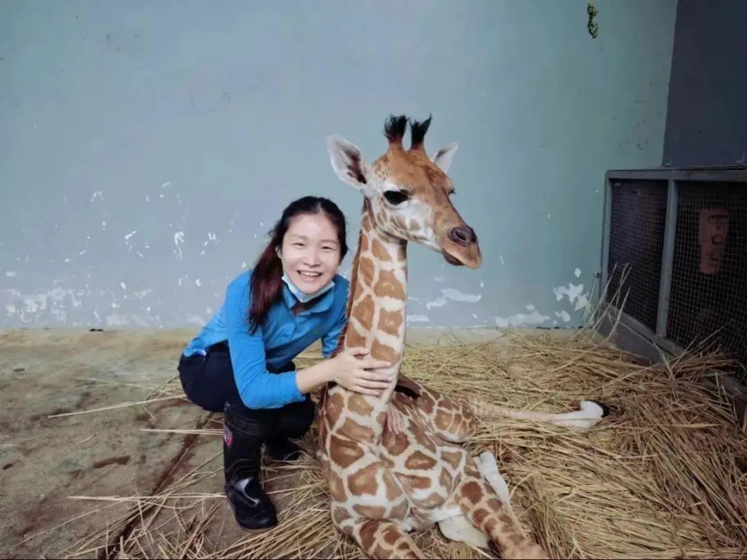 剑桥毕业后，女孩辞掉白领工作，跑到上海动物园当饲养员！父母说……