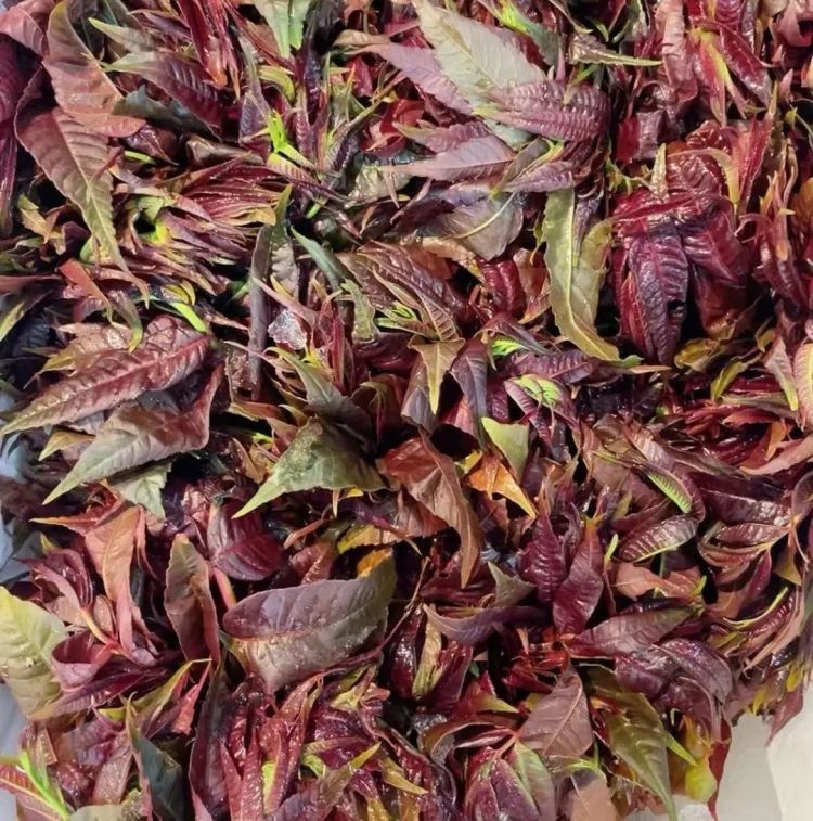 头茬香椿已经上市!240元/公斤,上架就被抢光!“一天一个价” 头茬香椿已经上市!240元/公斤,上架就被抢光!“一天一个价”