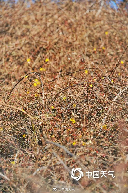 北京天暖冰消融 迎春花开春将至