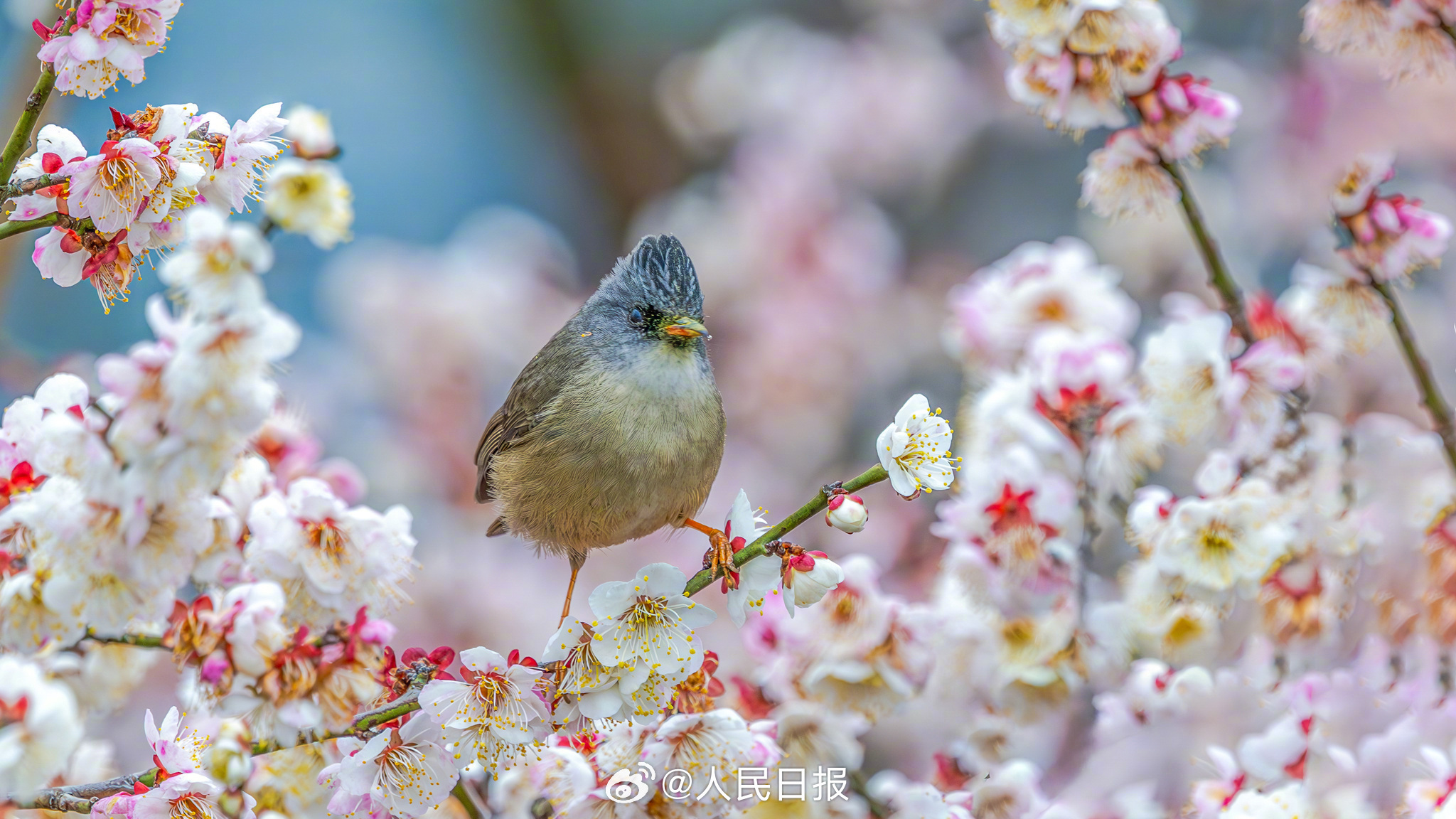 迎接春天！鸟语花香有画面了