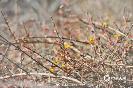 北京天暖冰消融 迎春花开春将至