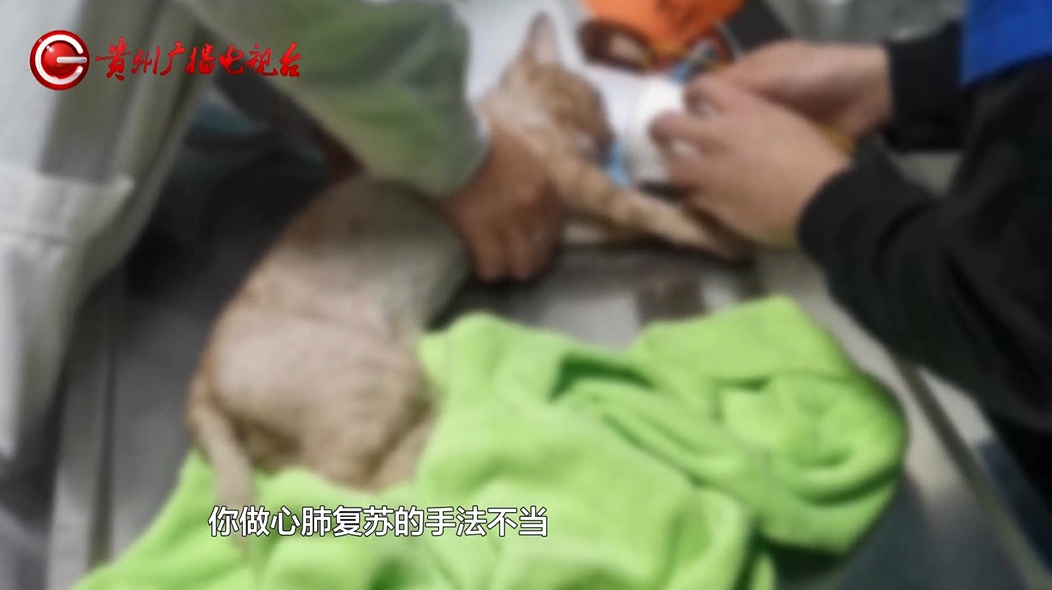 爱猫送医后1小时死亡,贵阳女子无法接受:怀疑院方操作不当 爱猫送医后1小时死亡,贵阳女子无法接受:怀疑院方操作不当
