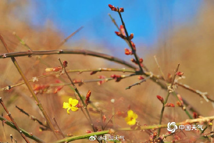 北京天暖冰消融 迎春花开春将至