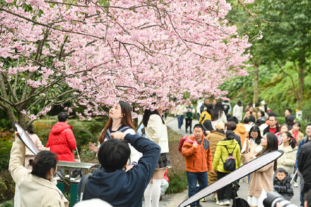 重庆园博园樱花绽放迎客来
