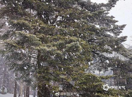 江西庐山雪花纷飞 银装素裹尽显冬日之美