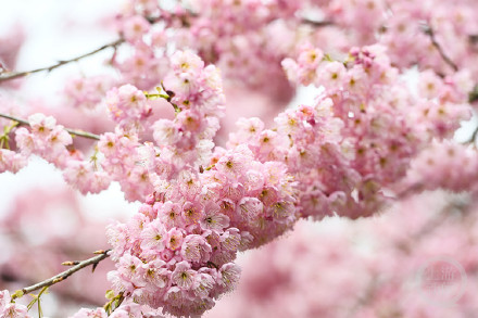 重庆园博园樱花绽放迎客来