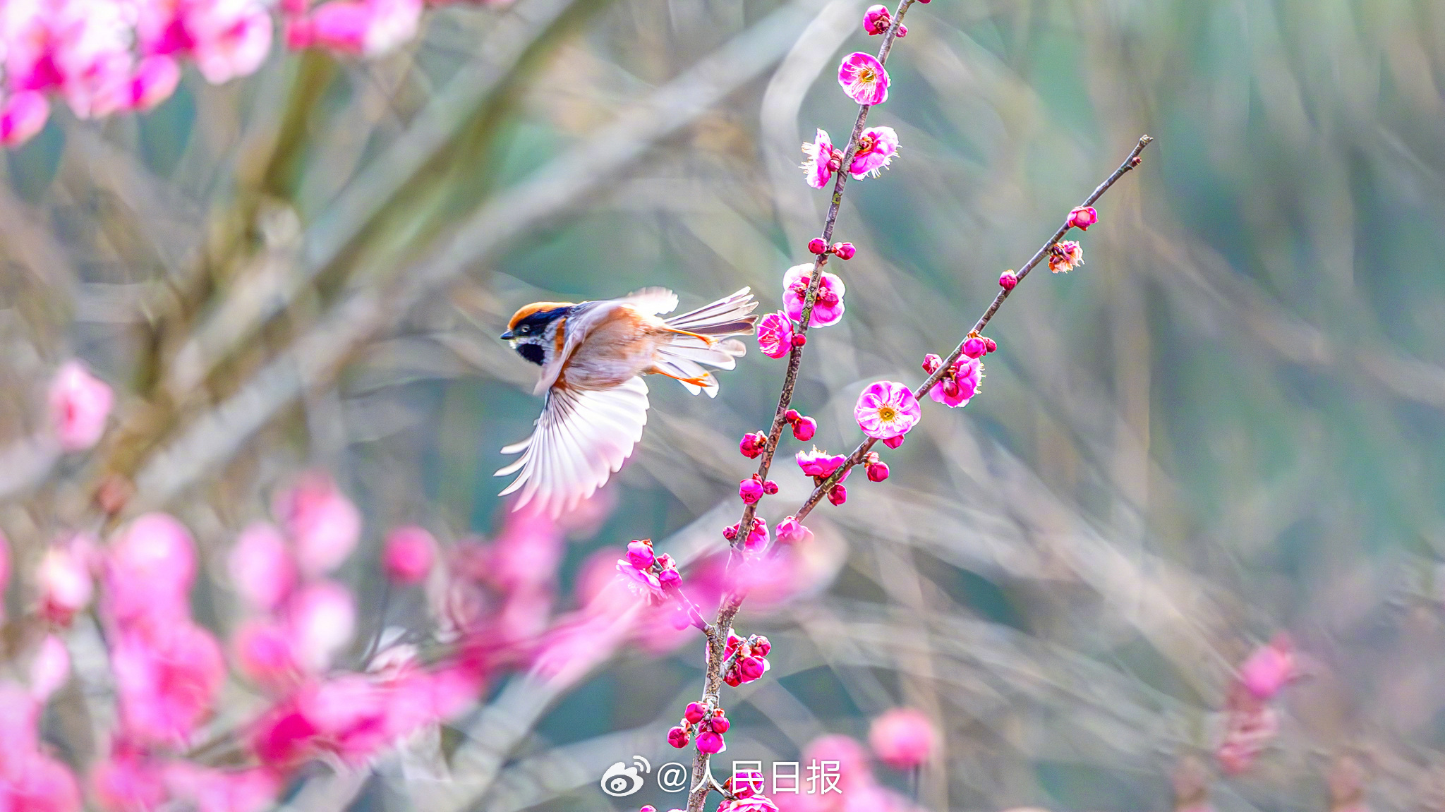 迎接春天！鸟语花香有画面了