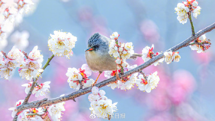 迎接春天！鸟语花香四个字有画面了