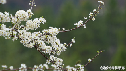 永州李花竞相绽放犹如十里长廊
