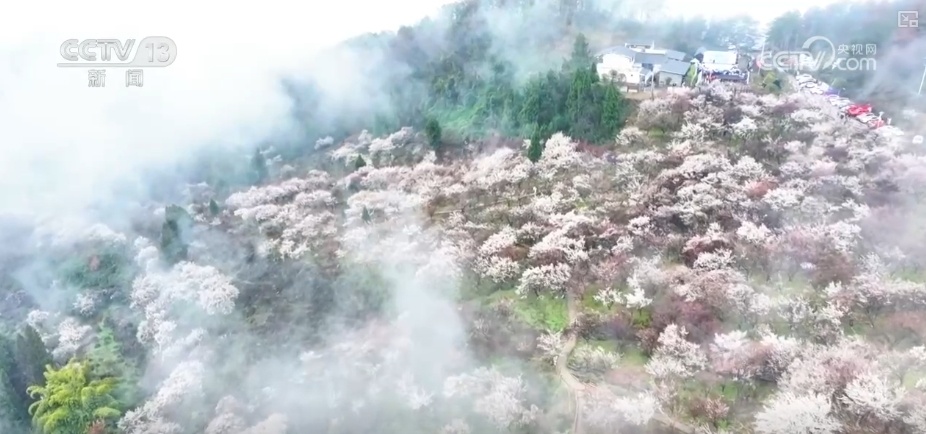 繁花结“金果” 美丽经济为消费“增”色“添”香