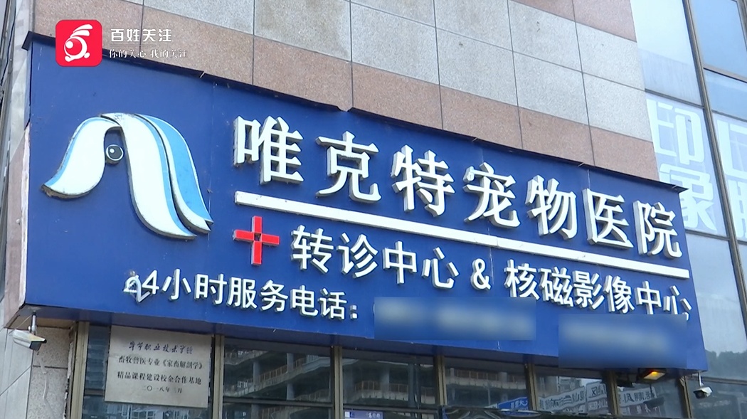 爱猫送医后1小时死亡,贵阳女子无法接受:怀疑院方操作不当 爱猫送医后1小时死亡,贵阳女子无法接受:怀疑院方操作不当