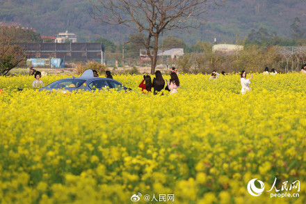 春意盎然！厦门油菜花绽放绘就春日画卷