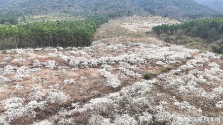 永州李花竞相绽放犹如十里长廊