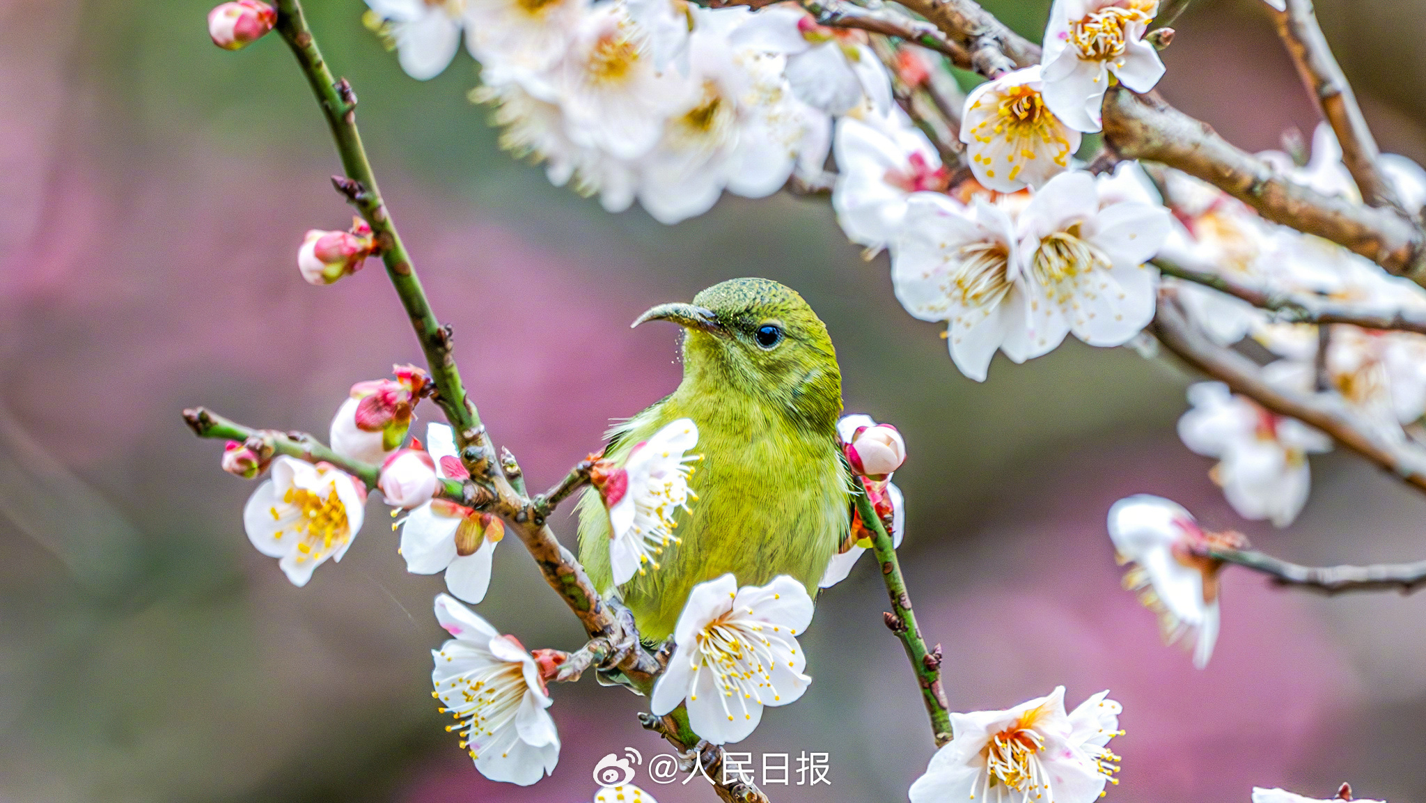 迎接春天！鸟语花香有画面了