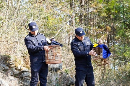 “听说巫溪生态好，专门开车过来捉画眉” 三人非法捕猎被抓获