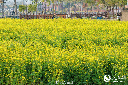 春意盎然！厦门油菜花绽放绘就春日画卷