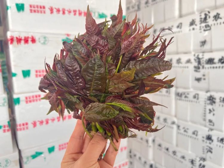 头茬香椿已经上市!240元/公斤,上架就被抢光!“一天一个价” 头茬香椿已经上市!240元/公斤,上架就被抢光!“一天一个价”