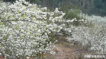 永州李花竞相绽放犹如十里长廊