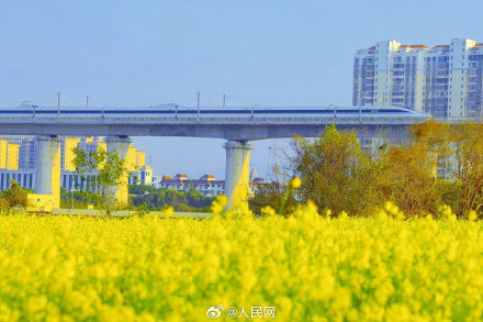 春意盎然！厦门油菜花绽放绘就春日画卷