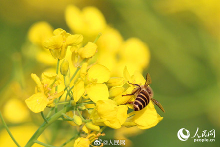 春意盎然！厦门油菜花绽放绘就春日画卷