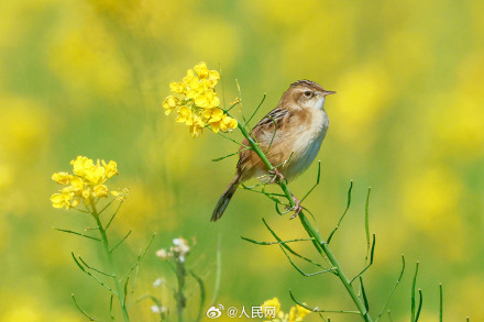 春意盎然！厦门油菜花绽放绘就春日画卷