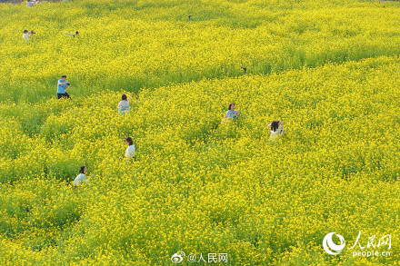 春意盎然！厦门油菜花绽放绘就春日画卷