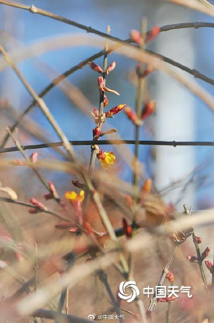 北京天暖冰消融 迎春花开春将至