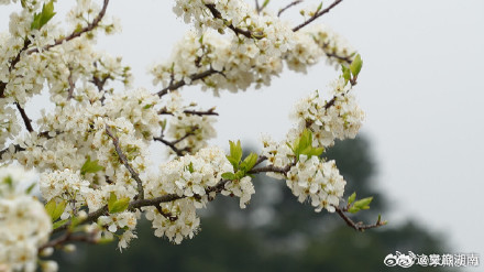 永州李花竞相绽放犹如十里长廊