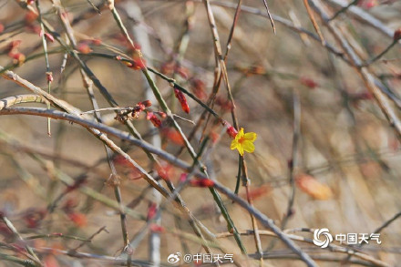 北京天暖冰消融 迎春花开春将至