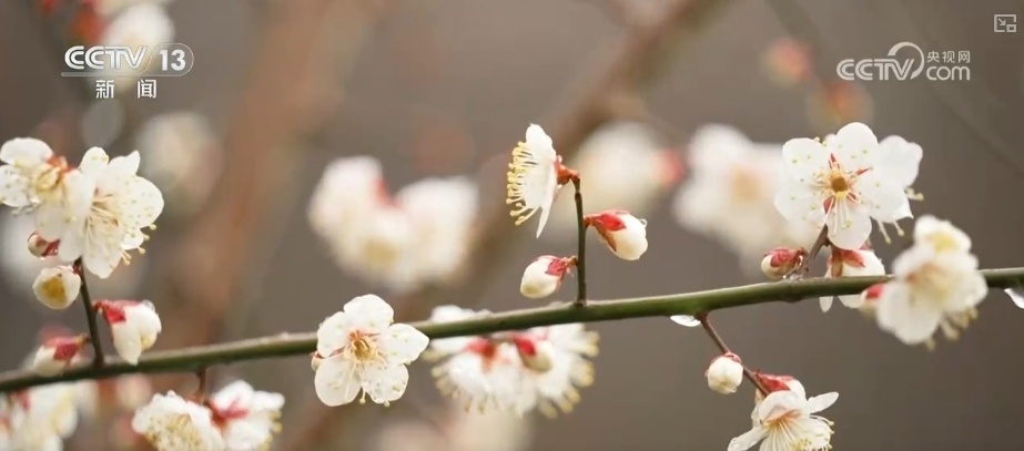 繁花结“金果” 美丽经济为消费“增”色“添”香