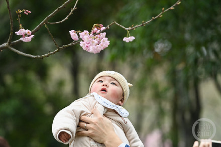 重庆园博园樱花绽放迎客来