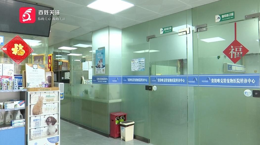 爱猫送医后1小时死亡,贵阳女子无法接受:怀疑院方操作不当 爱猫送医后1小时死亡,贵阳女子无法接受:怀疑院方操作不当