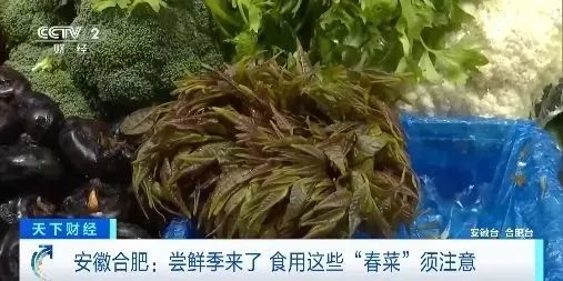 头茬香椿已经上市!240元/公斤,上架就被抢光!“一天一个价” 头茬香椿已经上市!240元/公斤,上架就被抢光!“一天一个价”