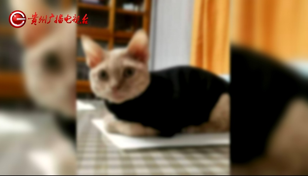 爱猫送医后1小时死亡,贵阳女子无法接受:怀疑院方操作不当 爱猫送医后1小时死亡,贵阳女子无法接受:怀疑院方操作不当