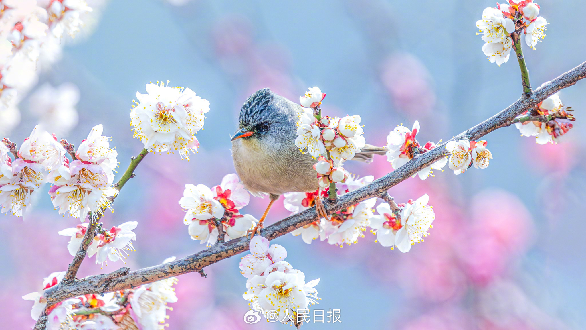 迎接春天！鸟语花香有画面了