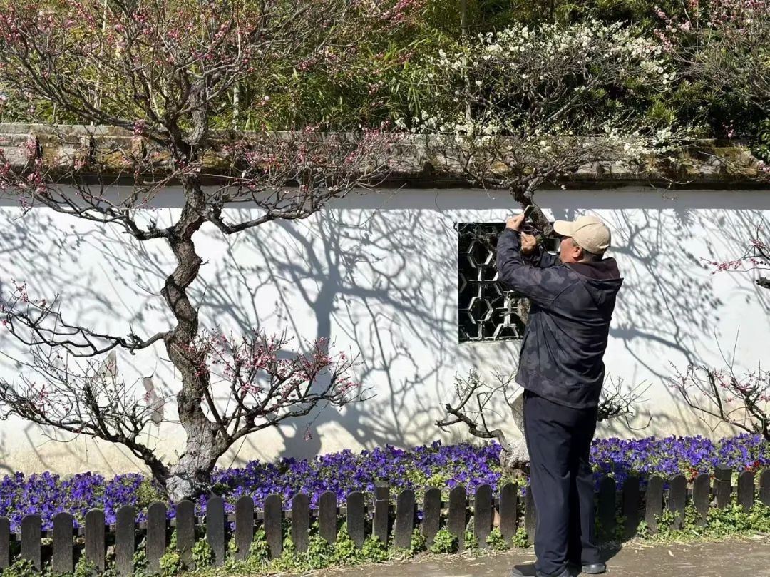 上海限定，春天浪漫已上线！梅花渐入佳境，早樱初绽笑脸