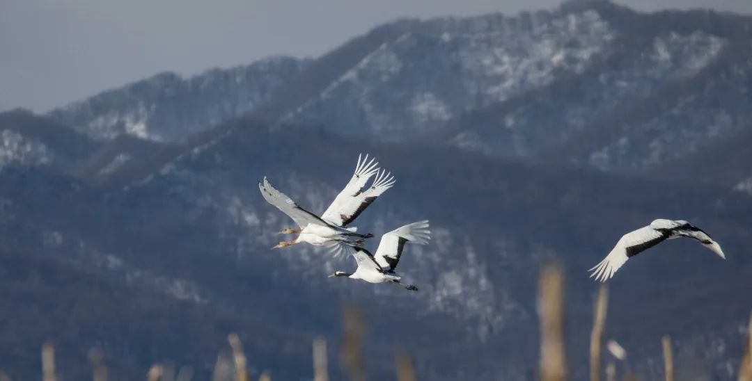 雨水:乍暖还寒春雪俏 春风送暖万象新 雨水:乍暖还寒春雪俏 春风送暖万象新