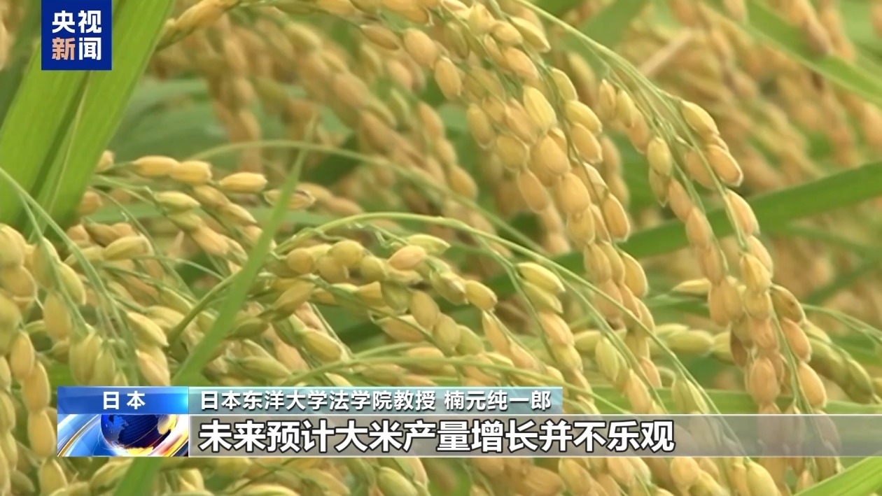 日本米价高涨 政府首次投放储备米能否“降温”? 日本米价高涨 政府首次投放储备米能否“降温”?