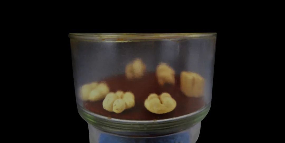 似曾相识,“复盘”古人的春游 似曾相识,“复盘”古人的春游