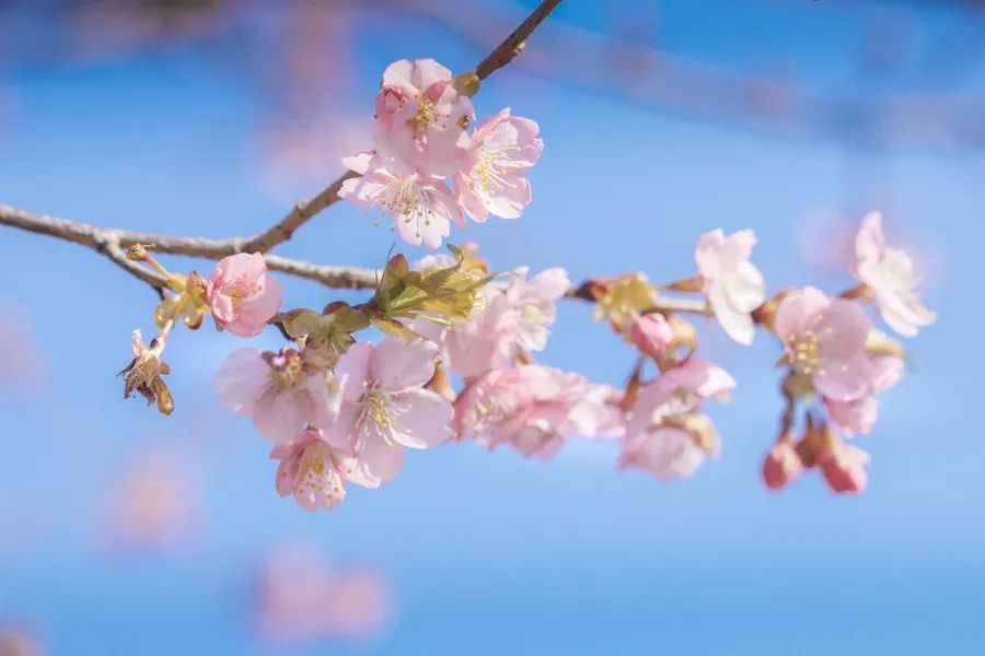 上海限定，春天浪漫已上线！梅花渐入佳境，早樱初绽笑脸