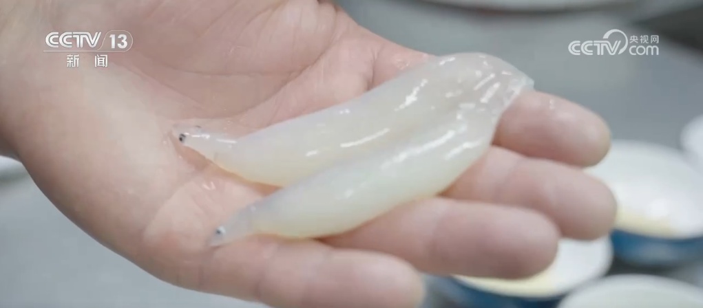 荠菜鲜、螺味美……春季限定美食陆续上市！ 时令菜品丰富百姓餐桌