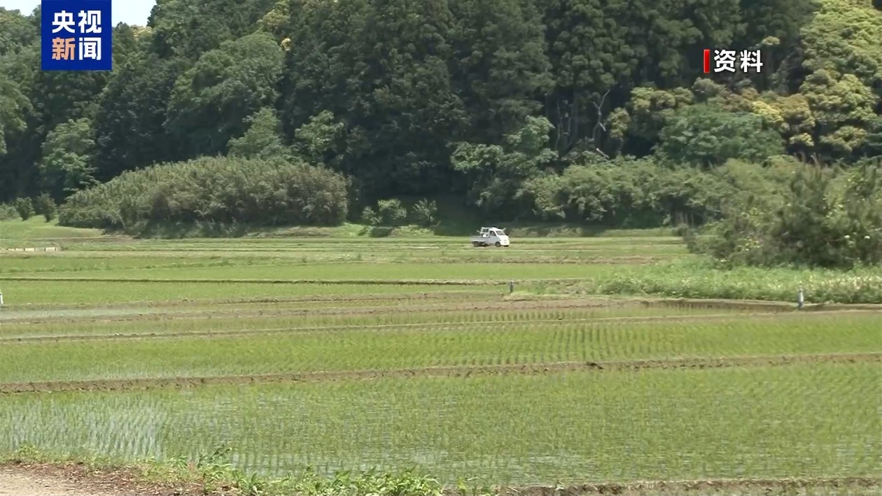 日本米价高涨 政府首次投放储备米能否“降温”? 日本米价高涨 政府首次投放储备米能否“降温”?