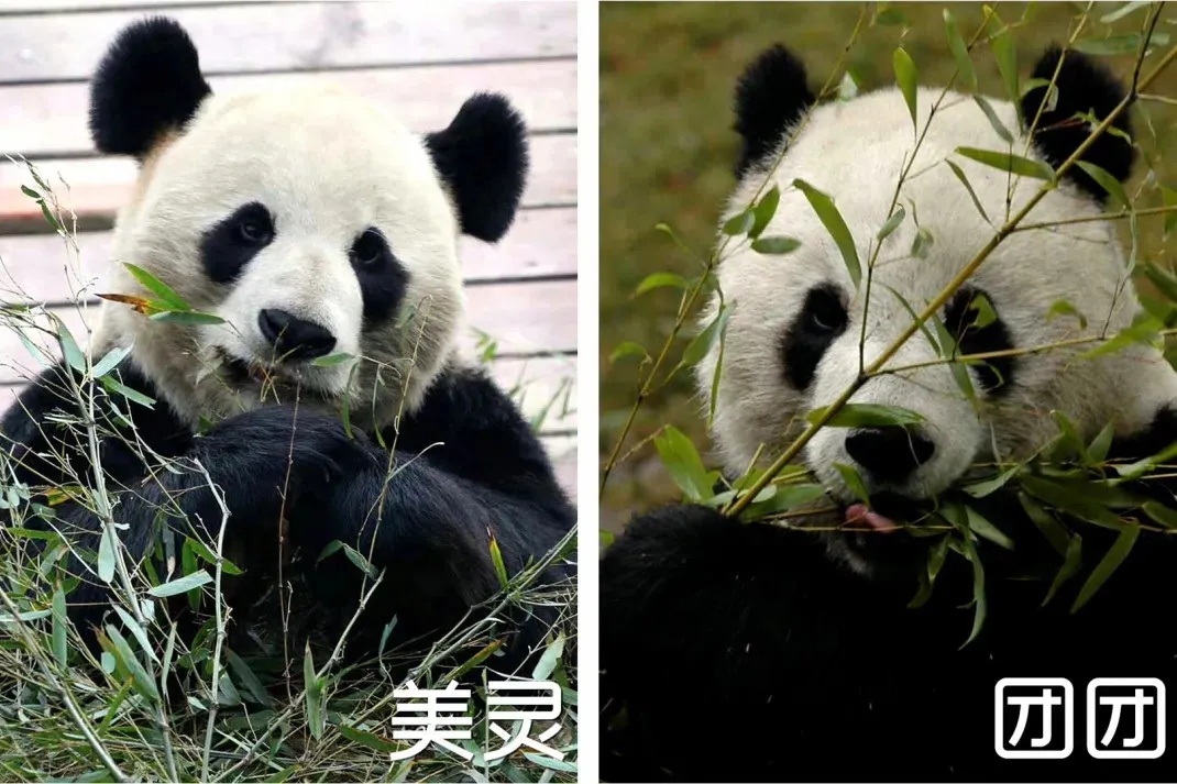 大熊猫“美灵”,将回中国大熊猫保护研究中心养老! 大熊猫“美灵”,将回中国大熊猫保护研究中心养老!