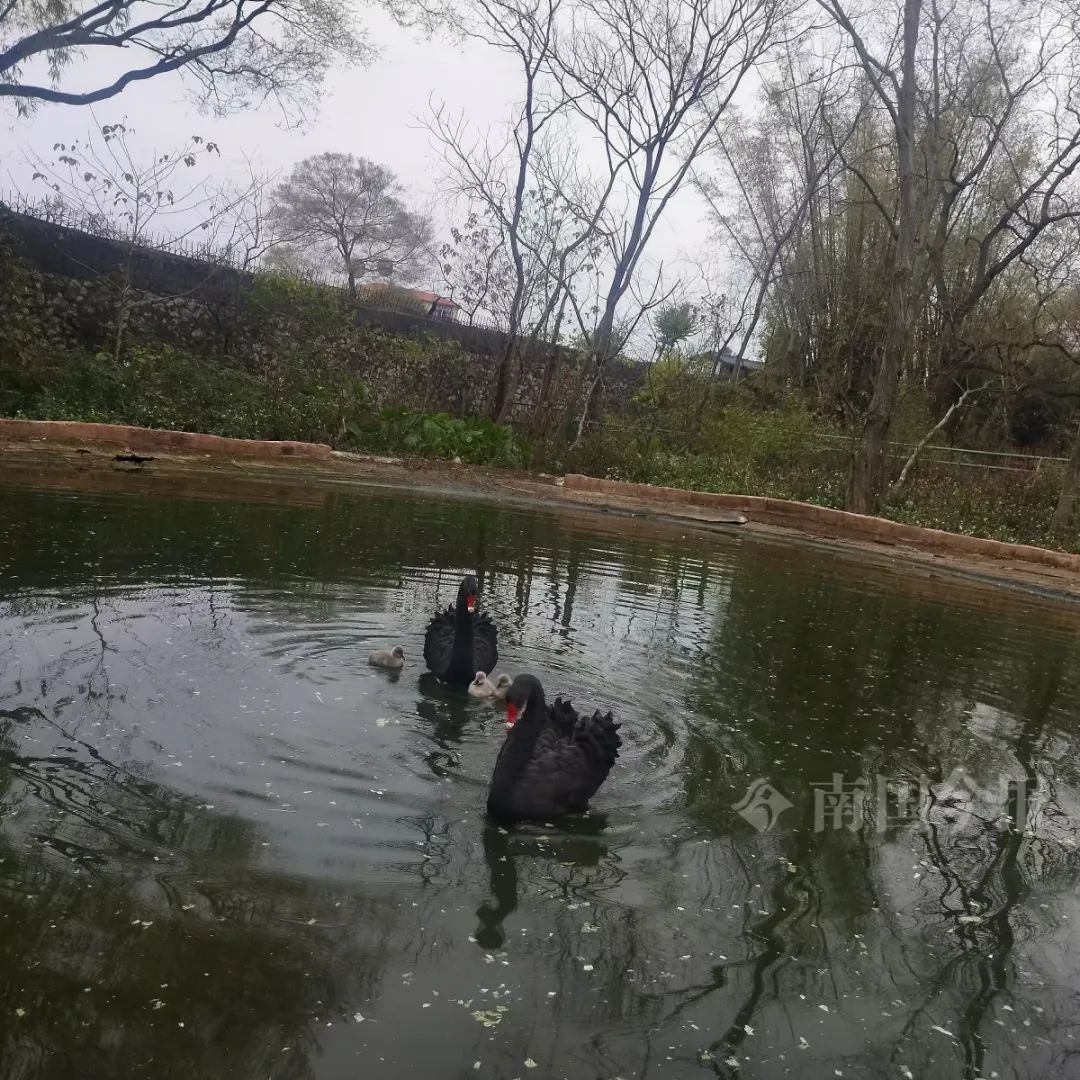 可爱到爆！柳州市动物园迎来超萌“新成员”，有6窝！