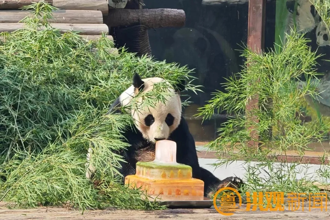 大熊猫“美灵”,将回中国大熊猫保护研究中心养老! 大熊猫“美灵”,将回中国大熊猫保护研究中心养老!