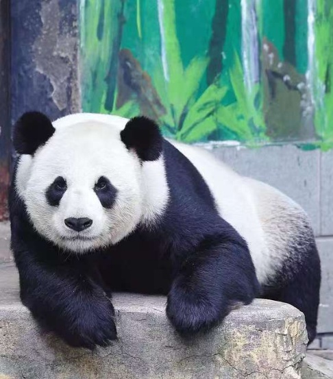 大熊猫“美灵”,将回中国大熊猫保护研究中心养老! 大熊猫“美灵”,将回中国大熊猫保护研究中心养老!