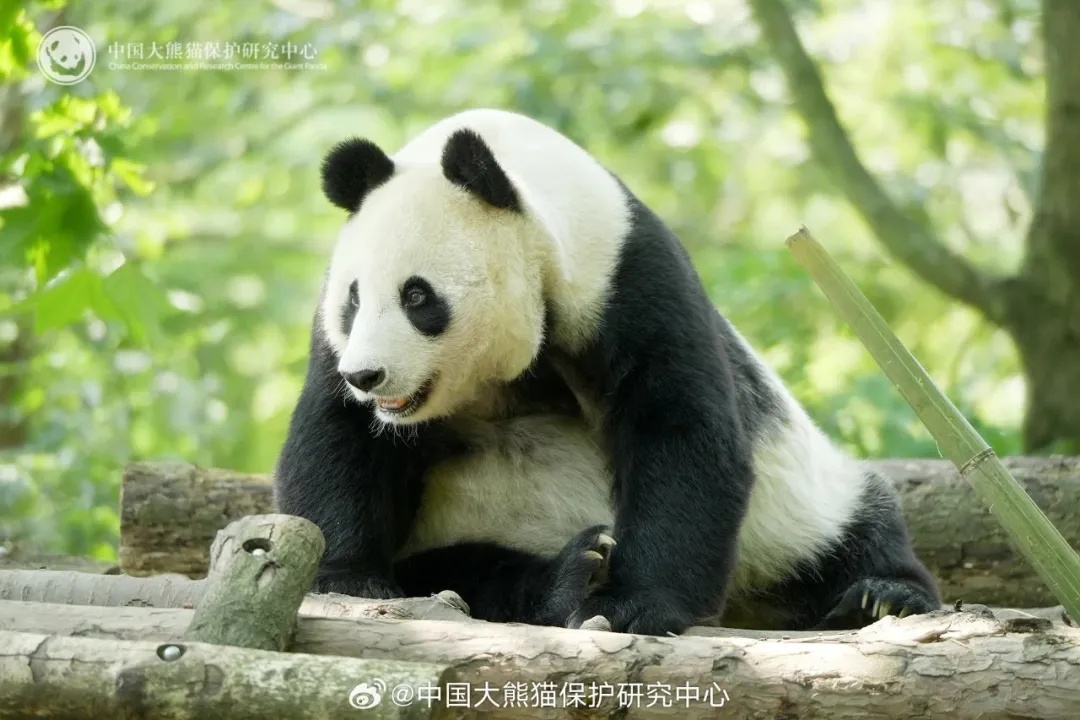 大熊猫“美灵”,将回中国大熊猫保护研究中心养老! 大熊猫“美灵”,将回中国大熊猫保护研究中心养老!